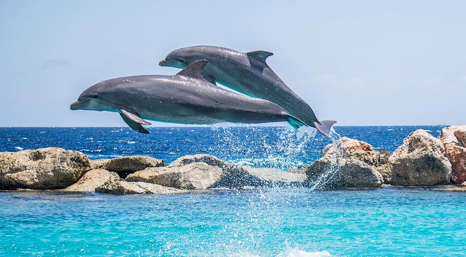 La nage avec les dauphins Ile Maurice