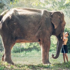 Éléphant Thaïlande